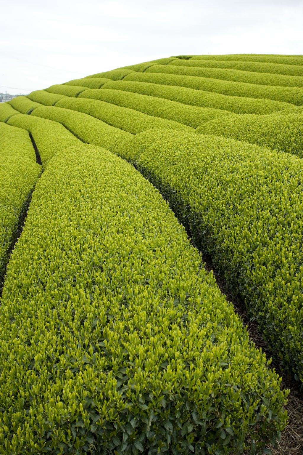 Ceremonial Grade Matcha 30g